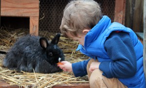 bunny breakfast