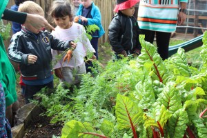 veg patch